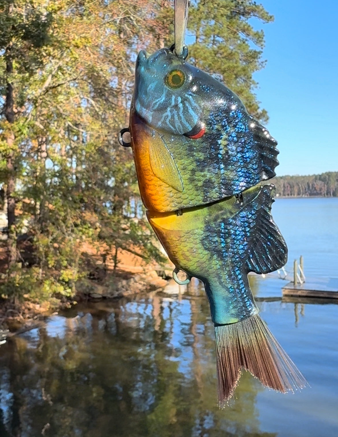 South African Blue Gill