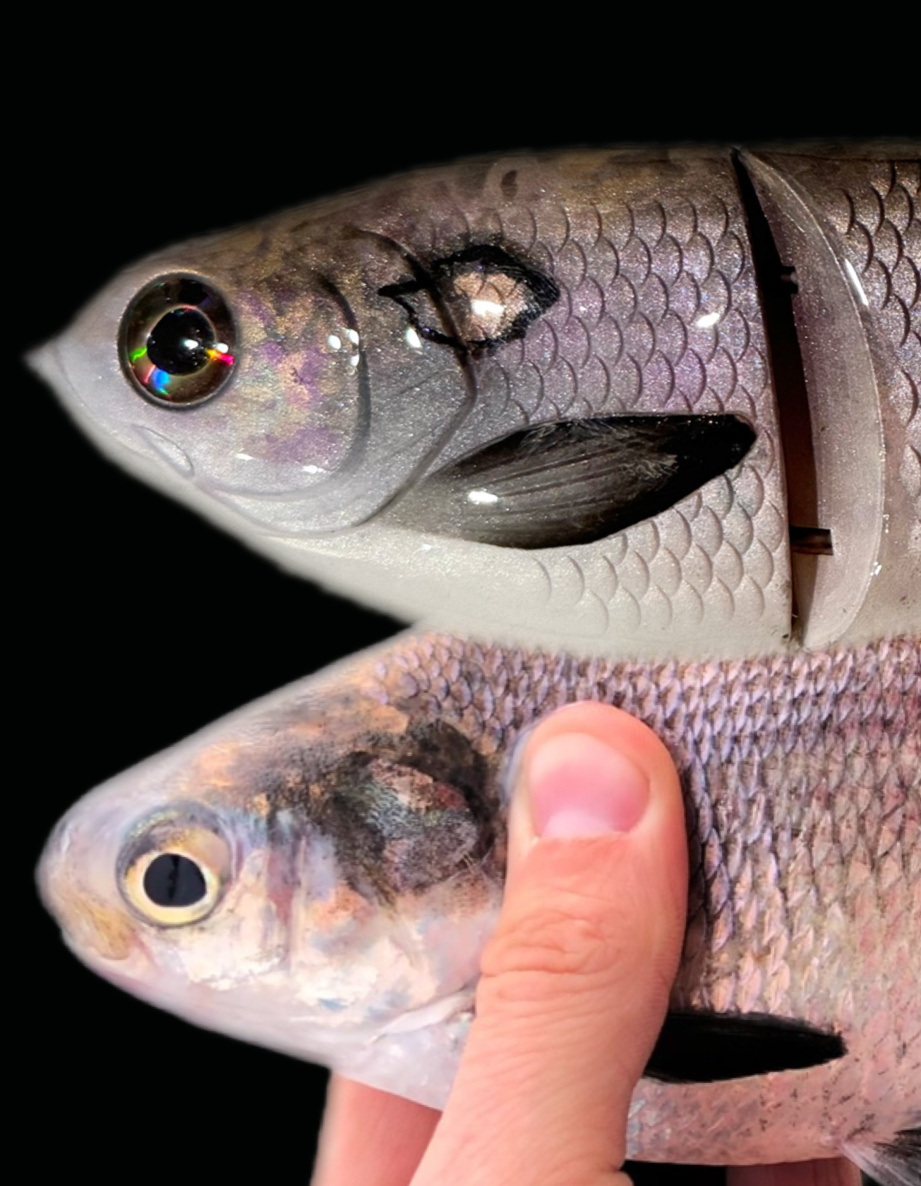 Gizzard Shad Glide Bait