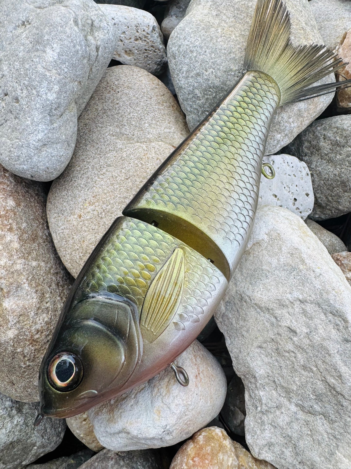 Golden Shiner 7 inch