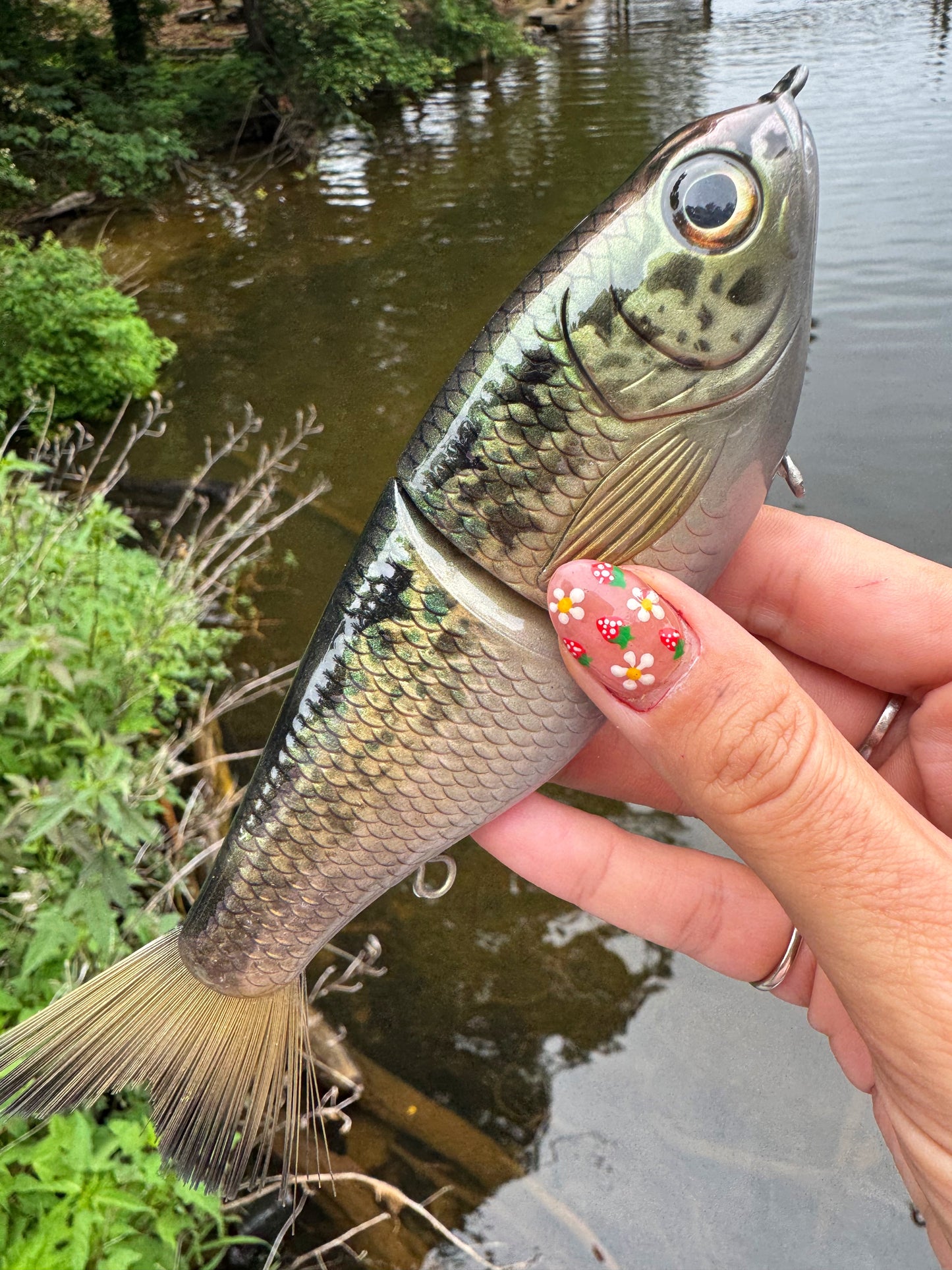Florida Golden Shiner