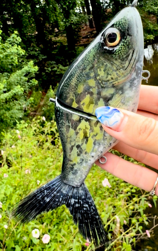 Black Crappie