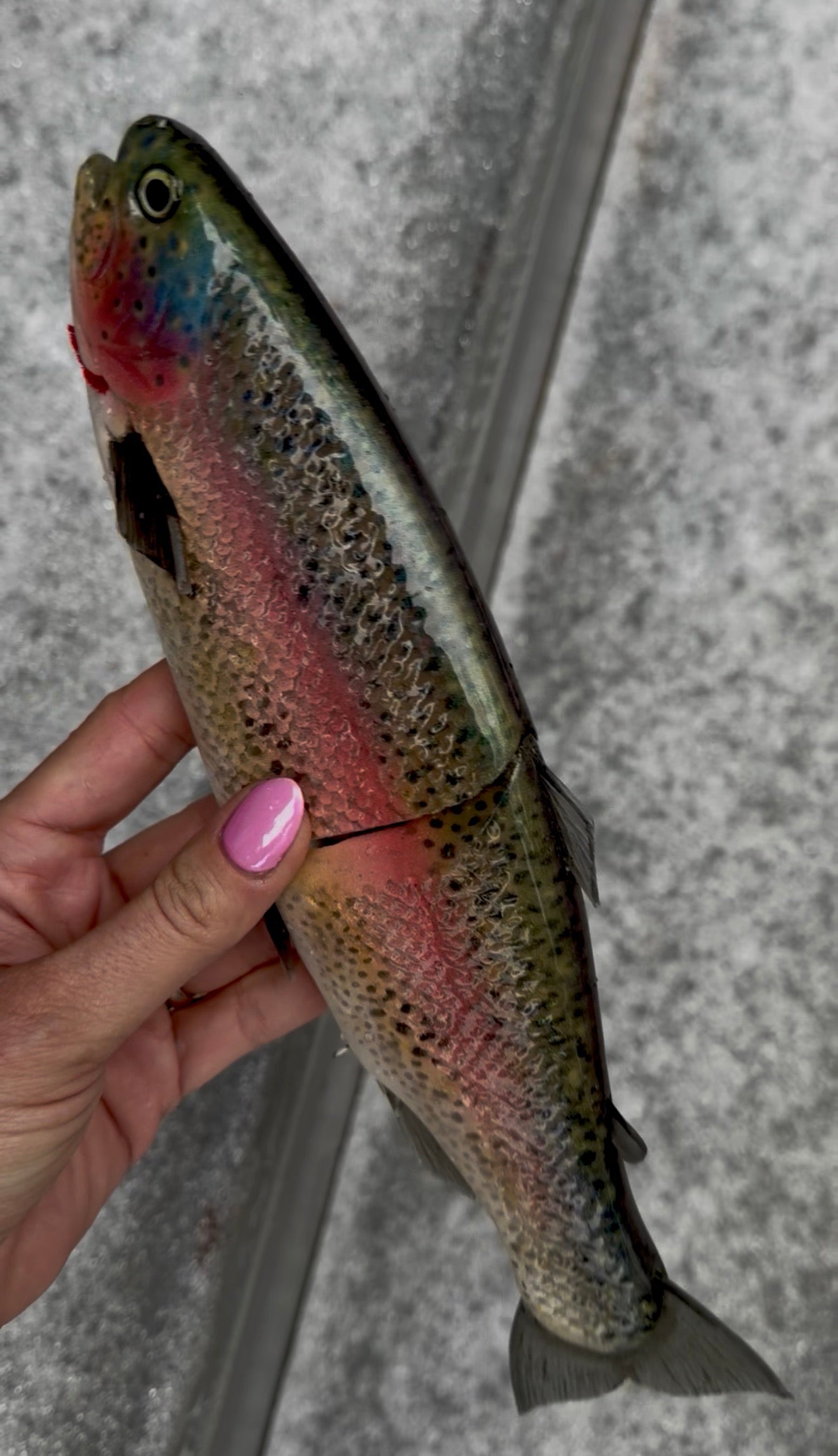 Hinkle Trout Repaint