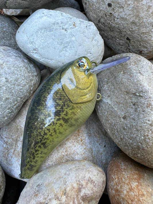 Gold Crappie