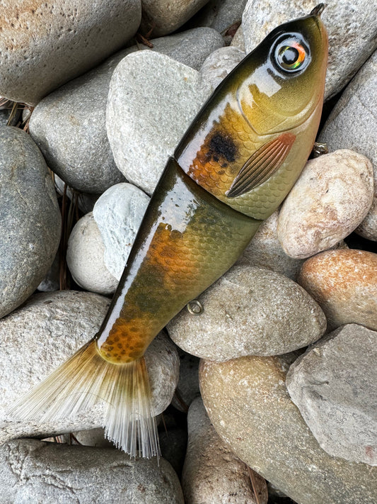 Yellow Perch