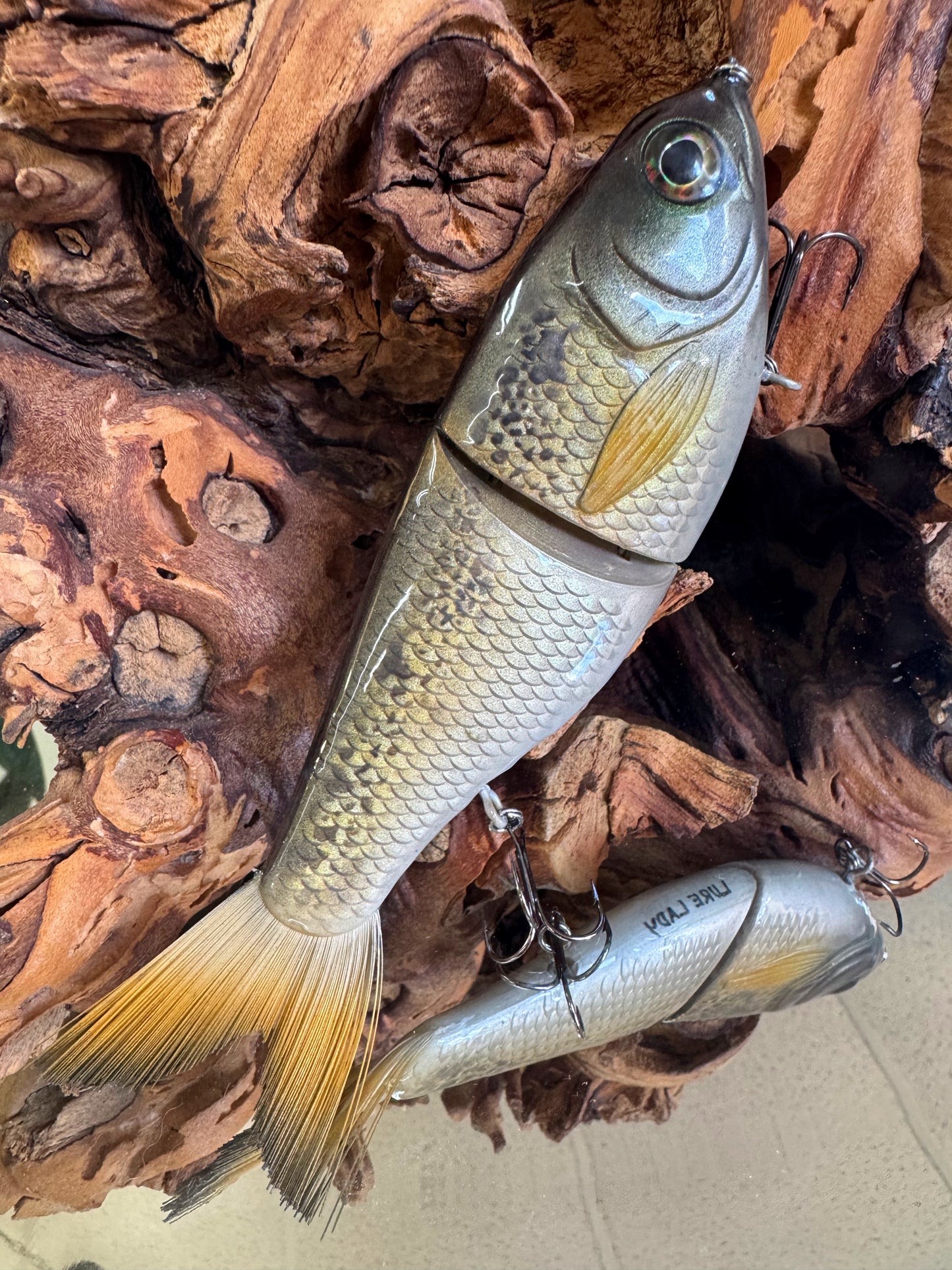 Florida Golden Shiner