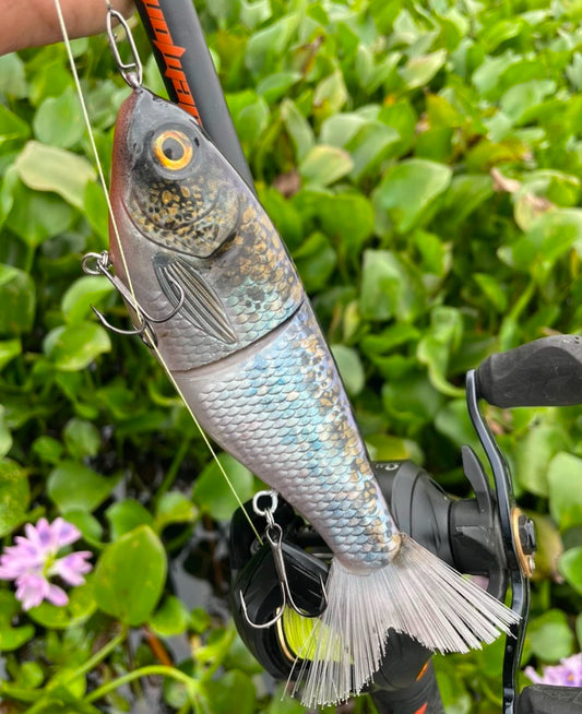 Speckled Herring x3 Wholesale
