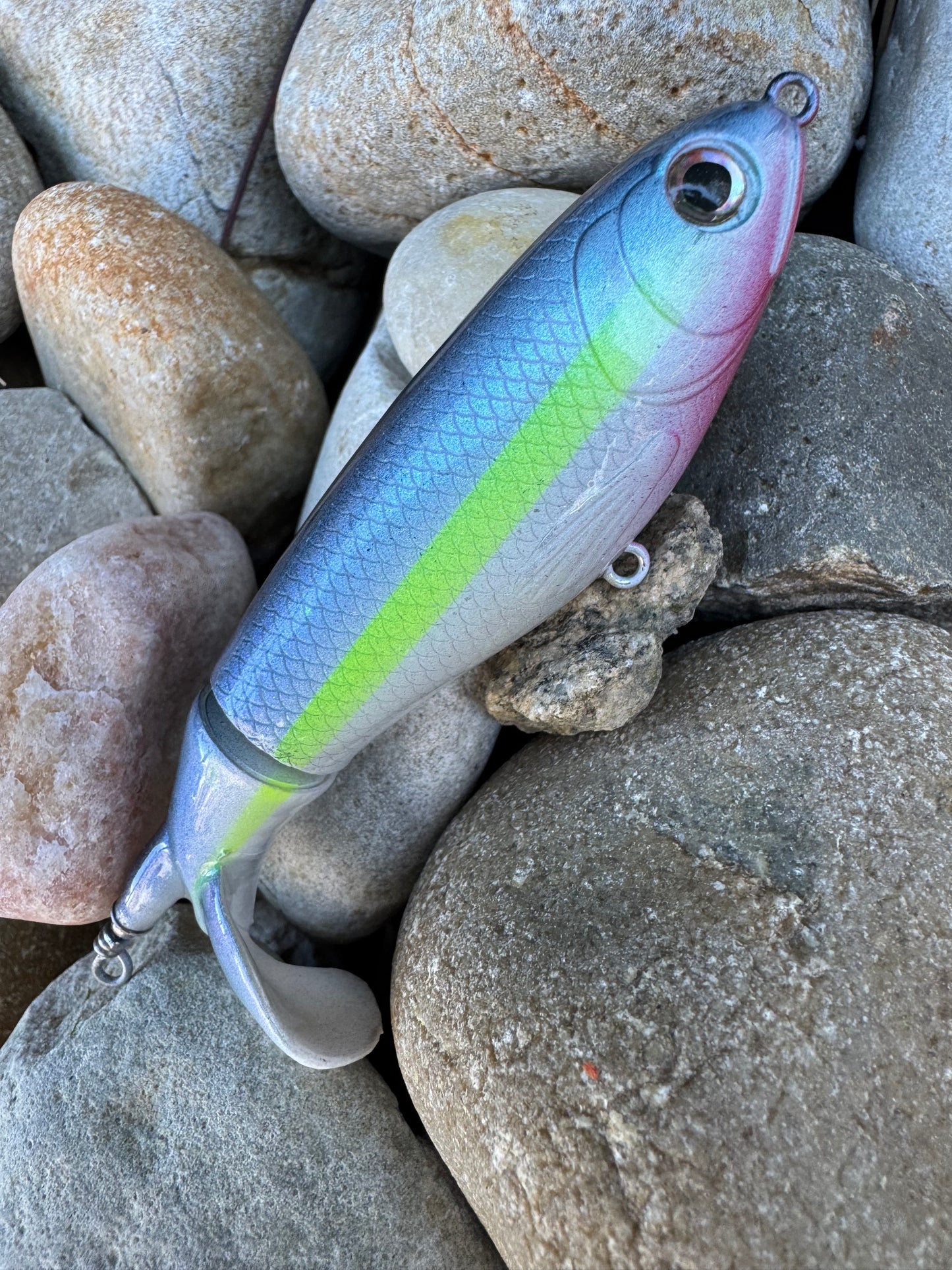 Glossy Shad