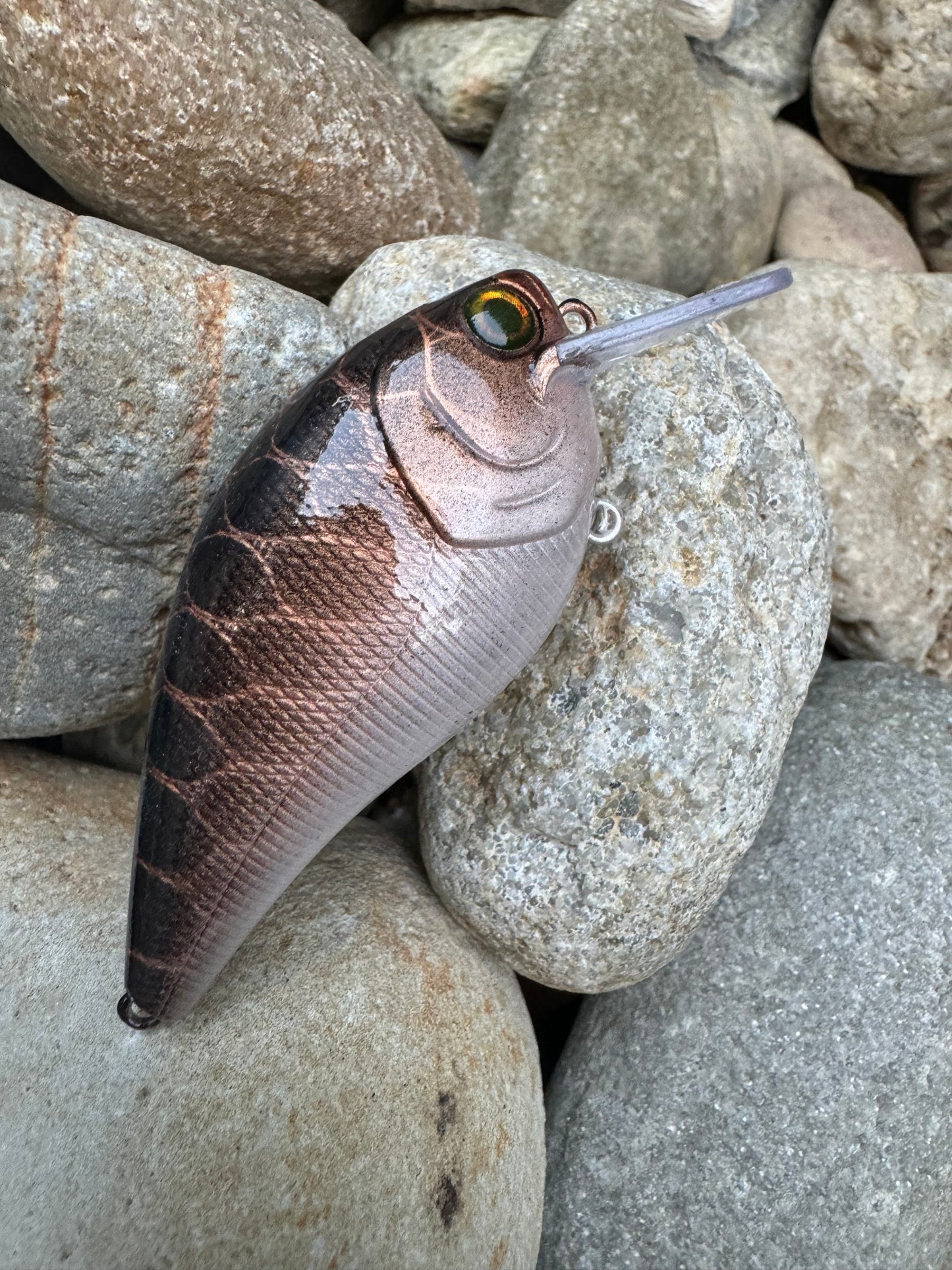 Bronze Shad