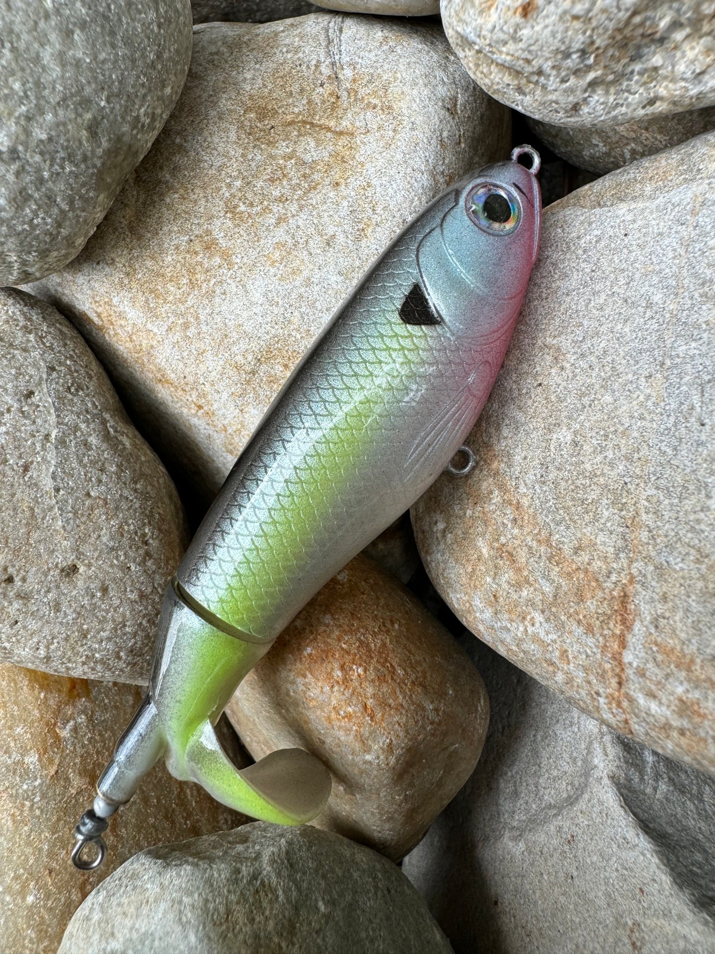 Glossy Shad